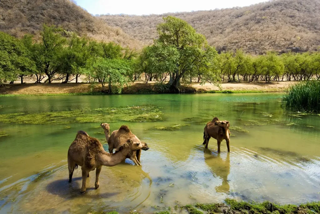 Salalah, Oman