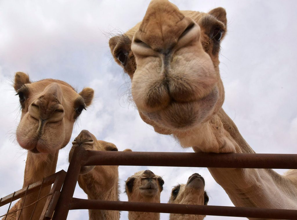 Camel Feeding, Qeshm Island