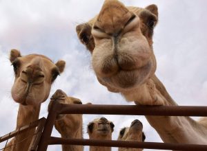 Camel Feeding