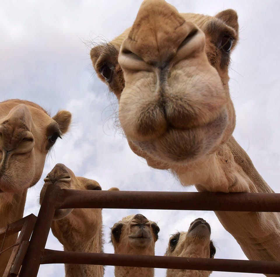 Camel Feeding